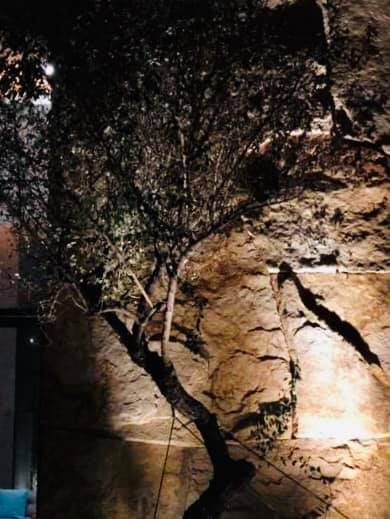 陸府植森<span>Live Forever Zhisen</span>