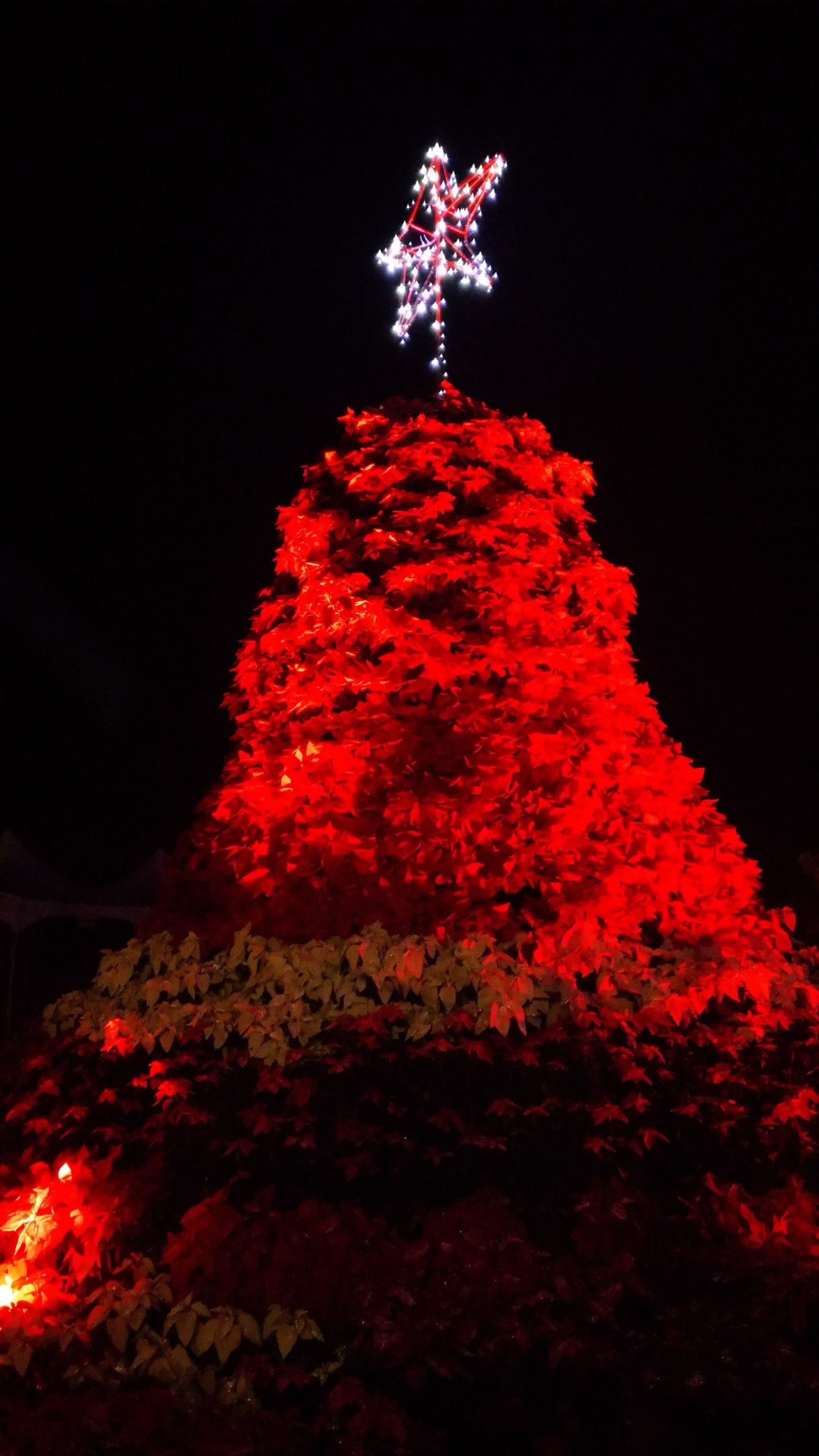 2017桃園三民山城紅花燈火節<span>2017 Taoyuan Sanmin Light Festival</span>